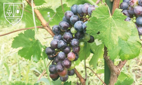 福島・南相馬で生まれた腕時計ブランドの人気シリーズに再生の願いを込めた新色が追加