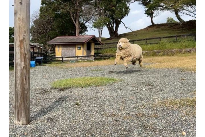 「淡路ファームパーク イングランドの丘」公式Xより引用