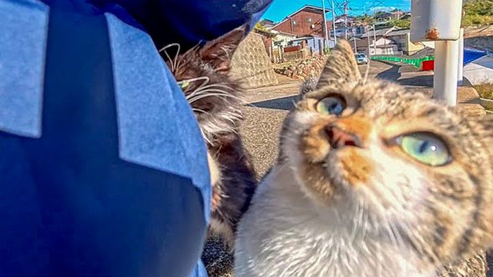 ポケットの中を調べる猫