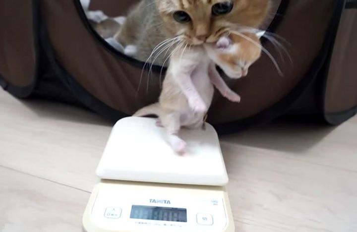 子猫を連れて行く母猫