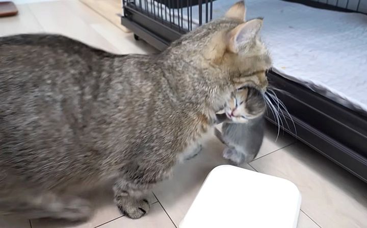子猫を連れて行く母猫