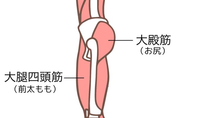 大腿四頭筋＿大殿筋