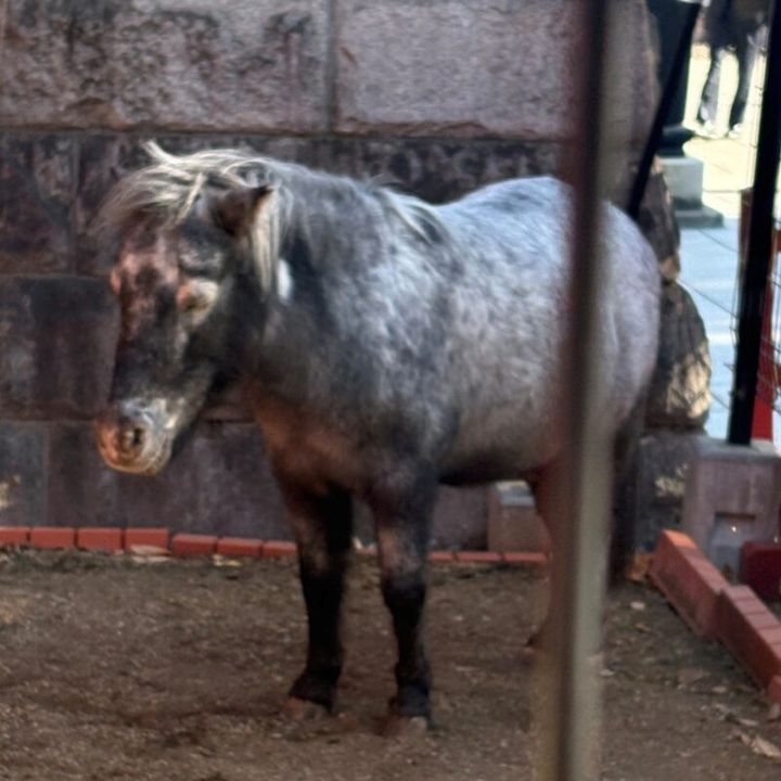 神田明神のあかりちゃん