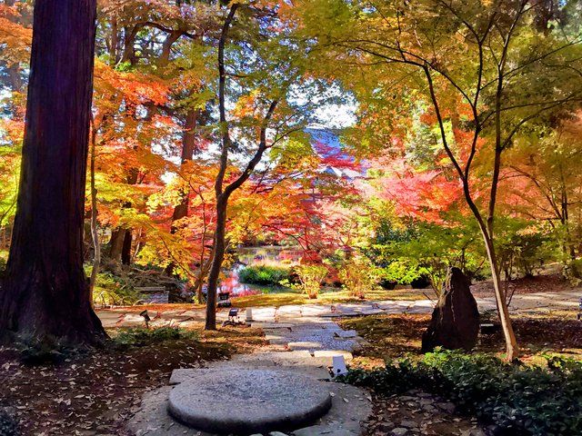 ご縁の庭から見える紅葉景色