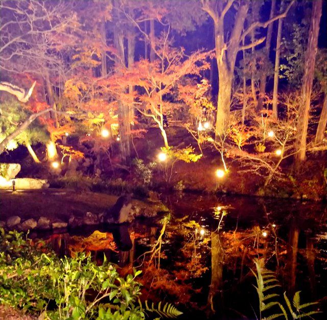 2020年12月夜間拝観時の庭園