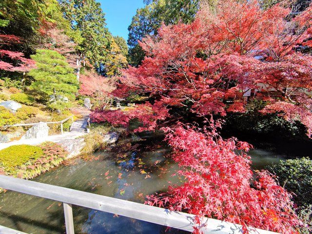 小橋の上から見る紅葉