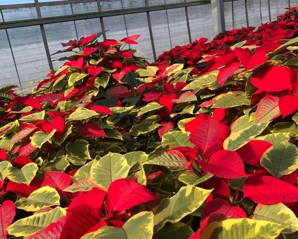 「ニュー花矢」で販売中のポインセチア