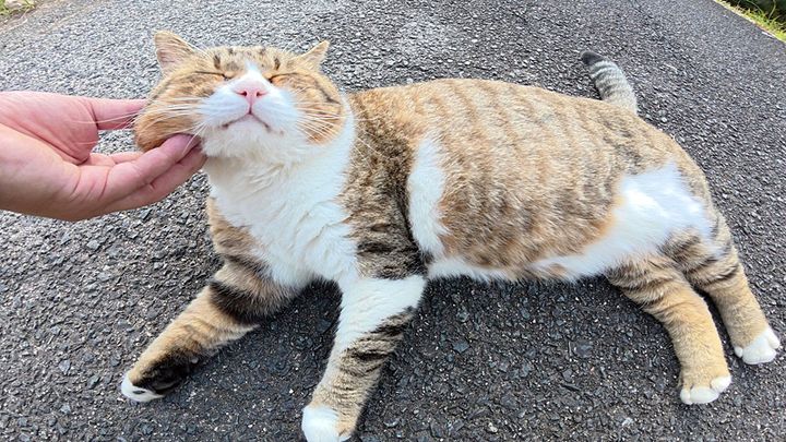 ほっぺをムニムニされる猫