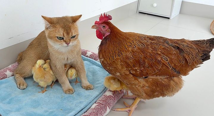 ヒヨコを守る猫