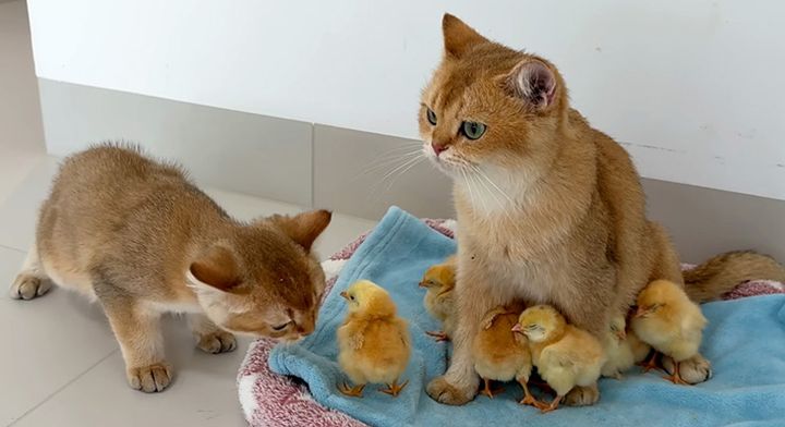 ヒヨコを守る猫