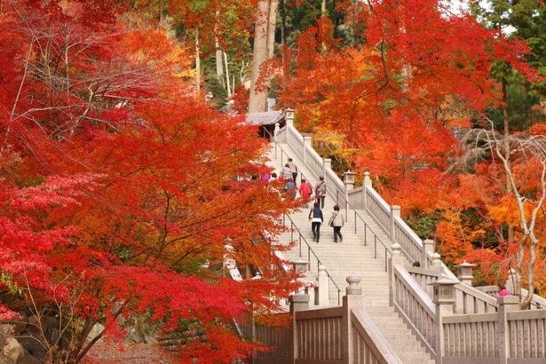 紅葉のトンネルが参拝者を出迎えてくれる/法多山 尊永寺の紅葉 画像提供：法多山尊永寺