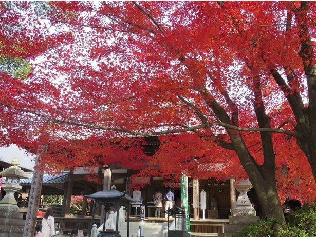 本堂を彩る深紅のモミジ/犬山 寂光院の紅葉 画像提供：寂光院