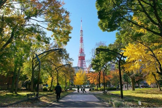 東京タワーを鮮やかな紅葉が彩る/芝公園の紅葉 画像提供：公益財団法人東京都公園協会
