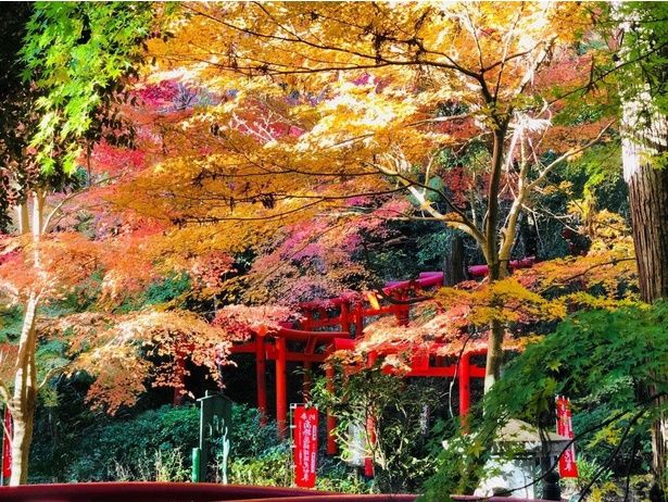 モミジやカエデが色づく/目の霊山 油山寺の紅葉 画像提供：油山寺