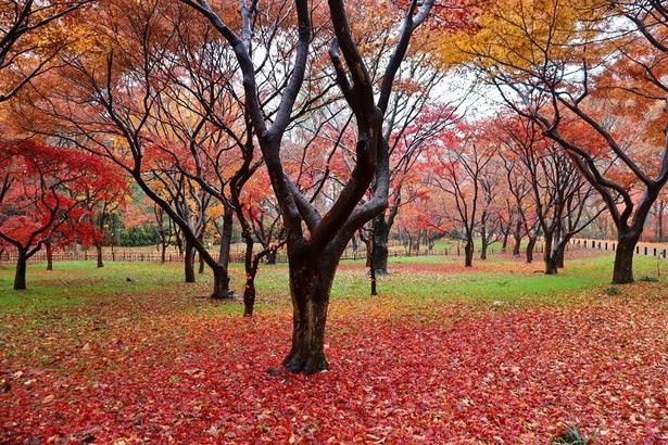 紅葉に囲まれた公園内を散策できる/神代植物公園の紅葉 画像提供：公益財団法人東京都公園協会