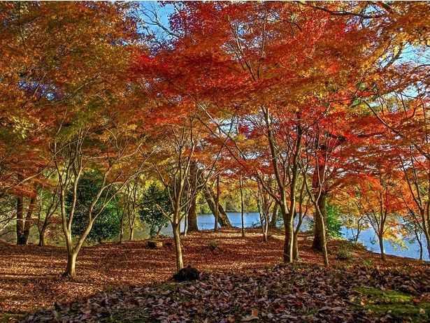 鮮やかに色づいた湖畔の散策路/一碧湖の紅葉 画像提供：伊東観光協会