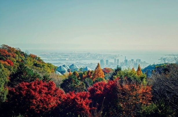 標高約400メートルの展望プラザから眺める神戸の街並みと「布引の紅葉」/神戸布引ハーブ園／ロープウェイの紅葉 画像提供：神戸布引ハーブ園／ロープウェイ