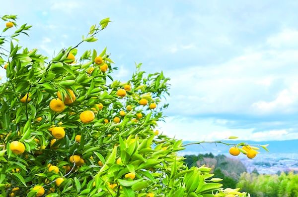 大好評の「阿修羅」シリーズが通年販売へ！ノンカフェインの新商品も同時発売