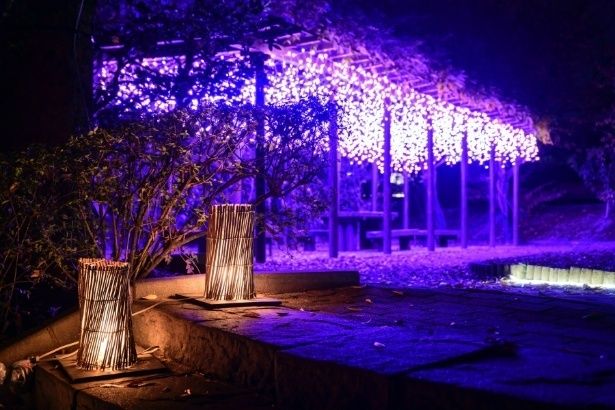 藤棚。竹灯籠の温かな明かりと、頭上に広がる紫の光が神秘的なコントラストを描き出す