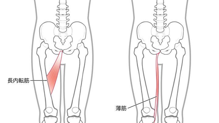 内転筋_長内転筋_薄筋