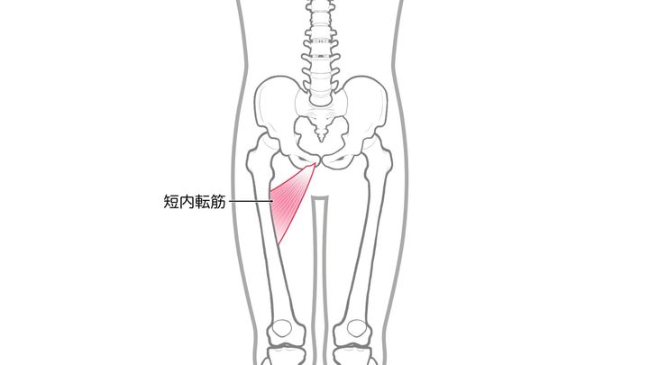 内転筋_短内転筋
