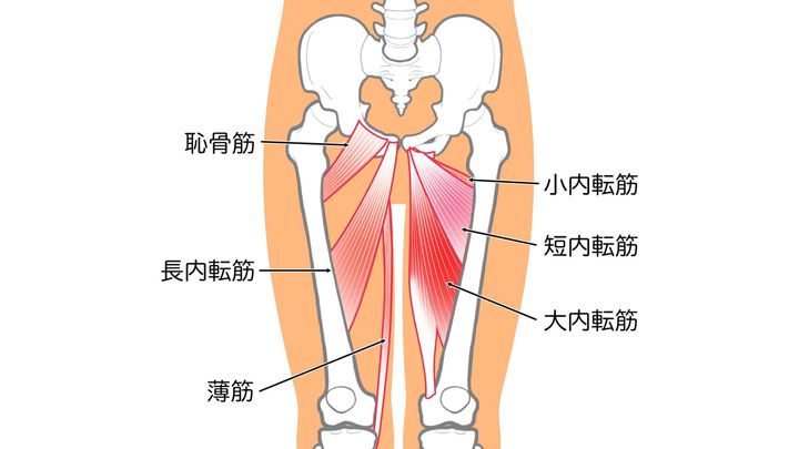 内転筋