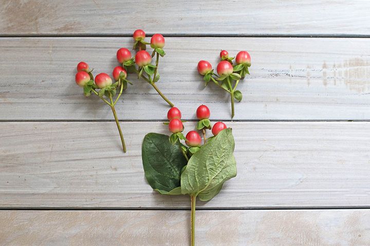 ヒペリカムを切り分ける