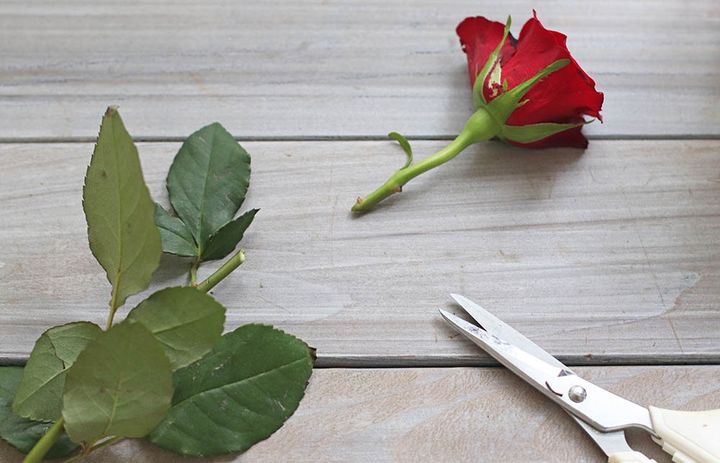 バラをカット