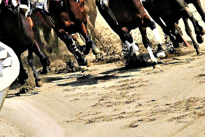 名馬鼻セレブ、5年ぶりの復活