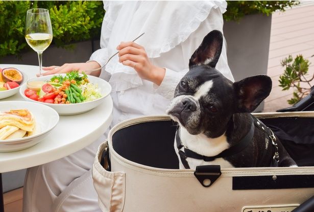 bills Pet Week in Odaiba