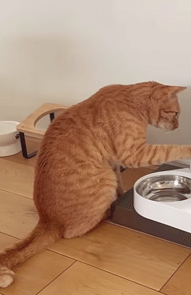 設定した時刻にご飯が出てくる「自動給餌器」。多くの猫を飼う人にとって必需品ですが、それを使いこなした猫ちゃんがSNS上で大きな話題となっています。