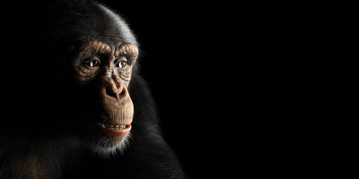 もし脳が「サル時代の声」をまだ覚えていたとしたら？