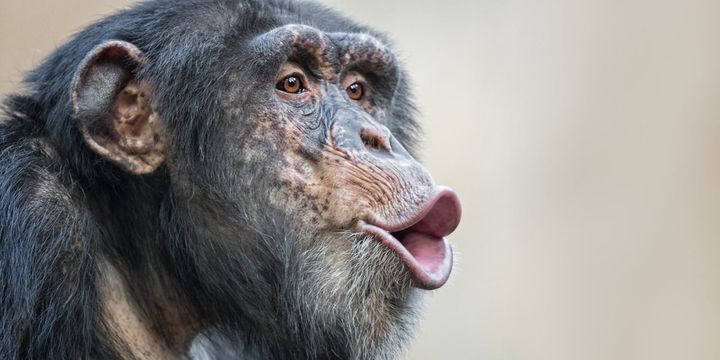 人間の脳はチンパンジーの叫びを「人の声」のように扱っていた