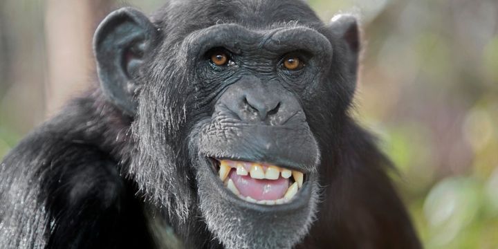 「言語」と「鳴き声」との共通フォーマットが存在するかもしれない