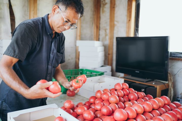 選果作業をする辻岡さん