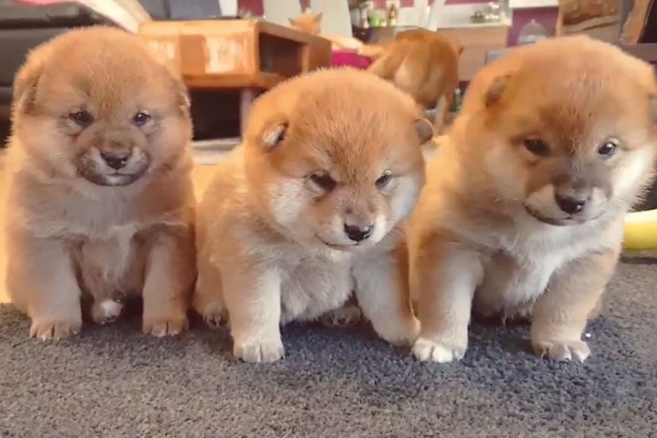 横一列の眠そうな三匹の子犬たち…とっても眠そう…／出典：SHIROSUKI