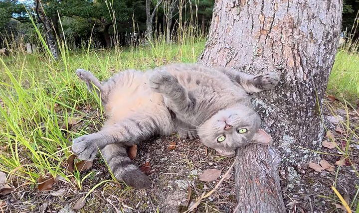 モフモフして欲しい猫