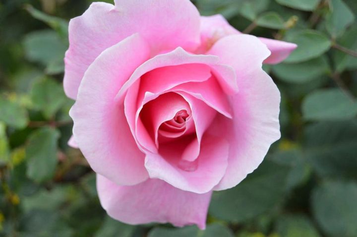 丸弁高芯咲きのハイブリッドティーローズ。高く巻いた芯が日ごとにほぐれていく様子を観察できるのは、バラ育ての贅沢なご褒美。