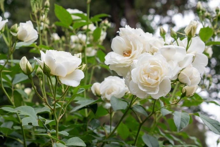 日本では見かけない‘クリストール’というバラ。花枝と花首が細く、株は直立し、繊細さとキリリとした印象を併せ持っています。
