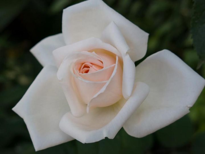 半剣弁高芯咲きのハイブリッドティーローズが開こうとしています。中心にピンクをにじませ、花弁にはしみ一つなく見事です。