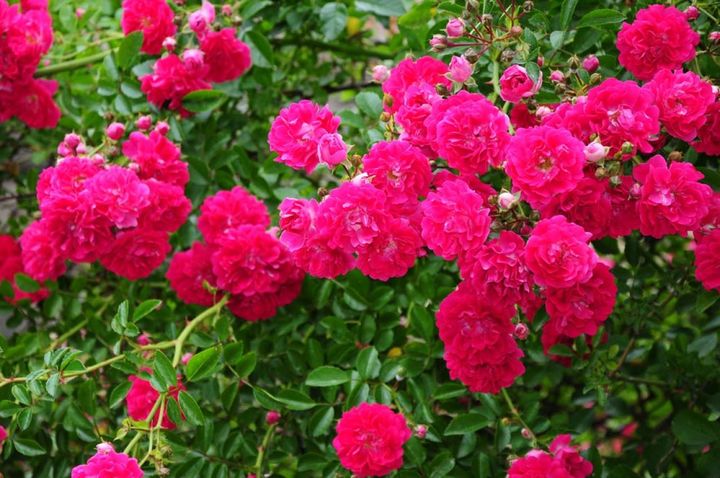 枝が長く伸びるランブラーローズは広い面積を覆いたい時、隠したい壁面などに這わせると効果を発揮します。多くは一季咲きです。