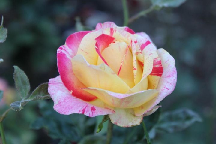 単色以外に絞り（斑入り、ストライプ）と呼ばれる複色のバラも。斑の入り方もそれぞれ個性的で、コレクション魂が揺さぶられます。