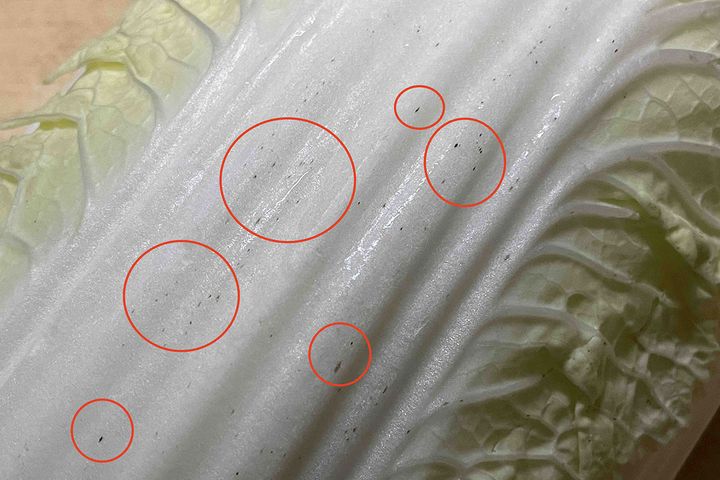 筆者宅の白菜にも小さな黒い斑点がチラホラと。カビ？病気？その正体とは？