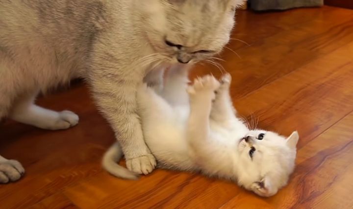 毛づくろいしたい母猫とされたくない子猫