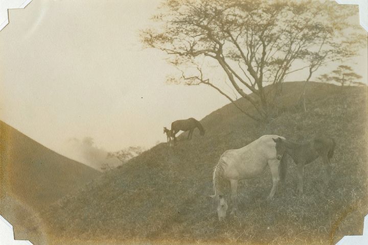 徳川昭武《牧馬（2）》 1909年5月 松戸市戸定歴史館