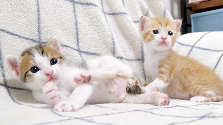 オモチャが気になる子猫達