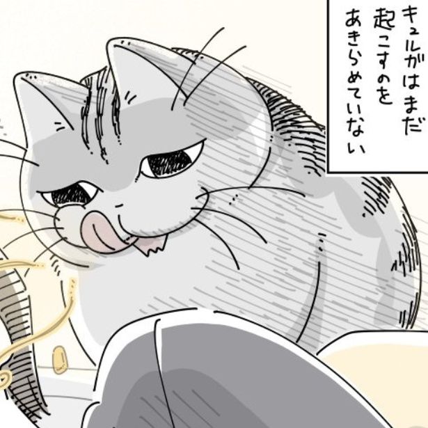 飼い主が起きるのを待つ猫 画像提供：キュルZ@kyuryuZ