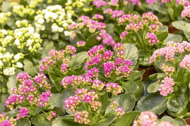 12月7日の花とは？【366日の誕生花と幸せの花言葉】