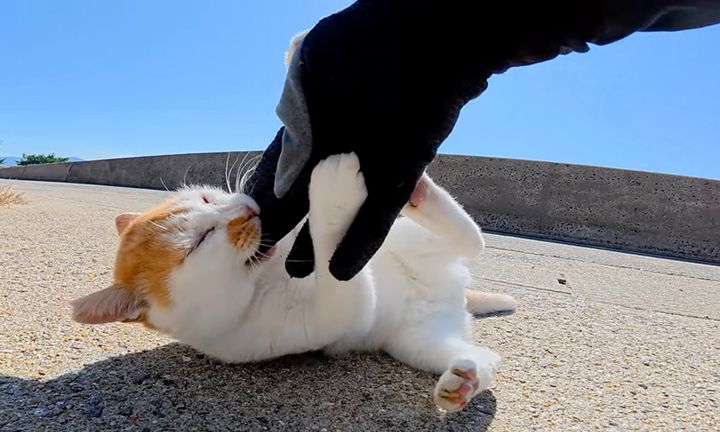 手を攻撃する猫