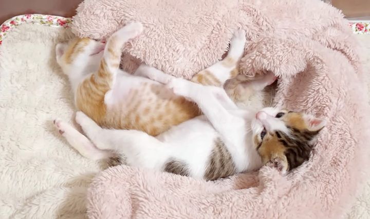 毛布の中でモゾモゾする子猫達